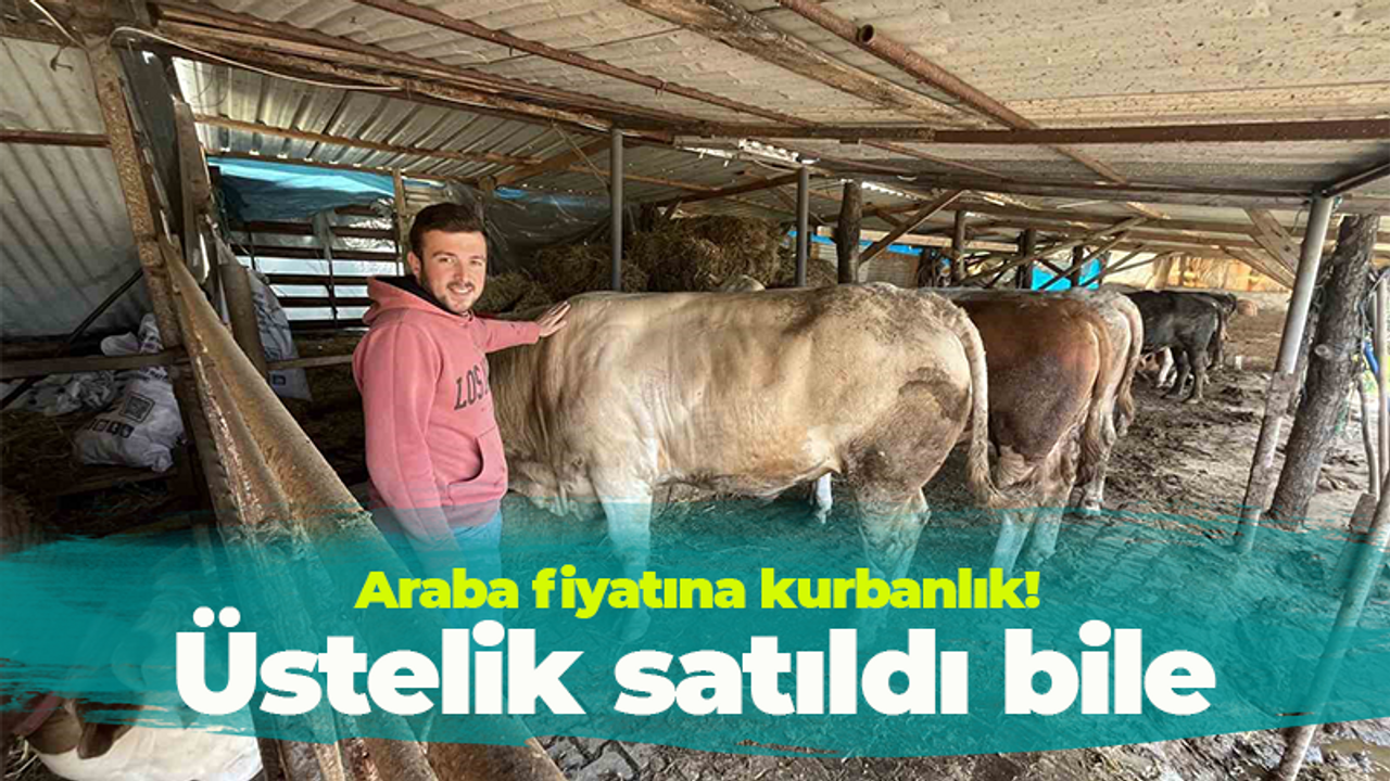 Kocaeli'de kurbanlık 'Paşa' ortalığı yıkacak güçte! Araba fiyatına gidecek