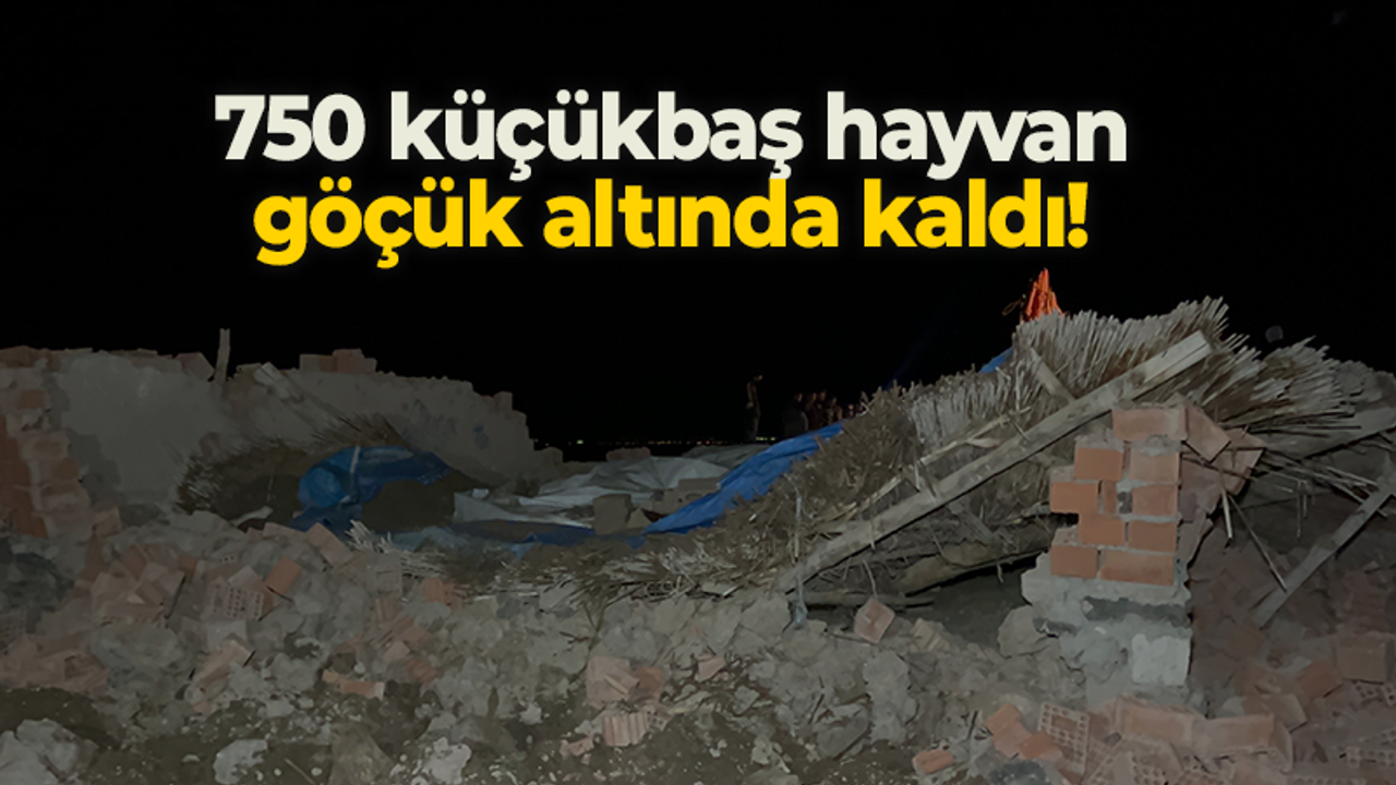 750 küçükbaş hayvan göçük altında kaldı!