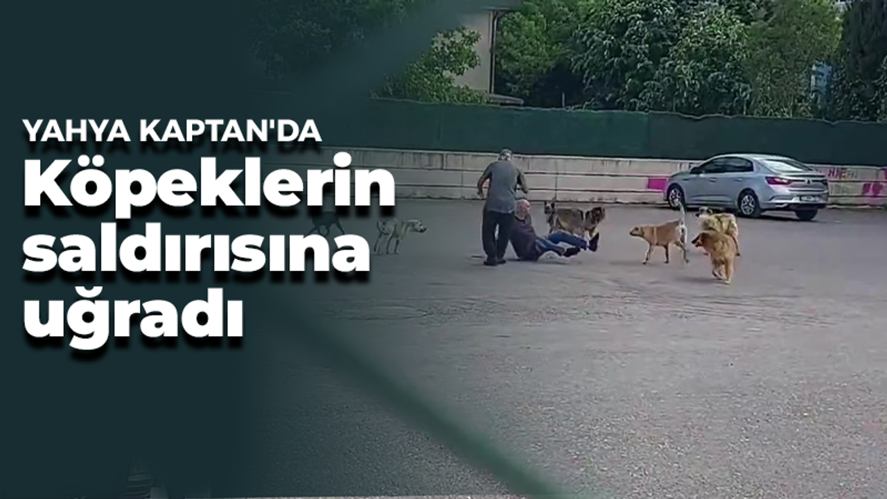 İzmit Yahya Kaptan'da tam 10 köpek saldırdı! Başıboş köpek sorunu büyüyor