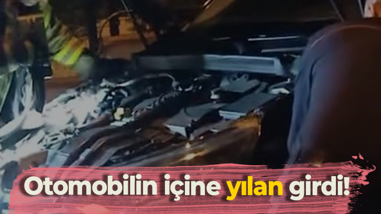 Otomobilin içine yılan girdi!