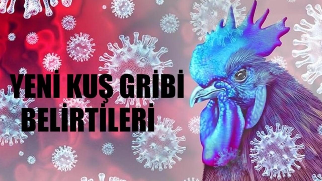 YENİ A(H5N2) KUŞ GRİBİ ALARMI SON DAKİKA: Kuş Gribi Nasıl Bulaşır? Kuş Gribi Öldürür Mü? Kuş Gribi Belirtileri