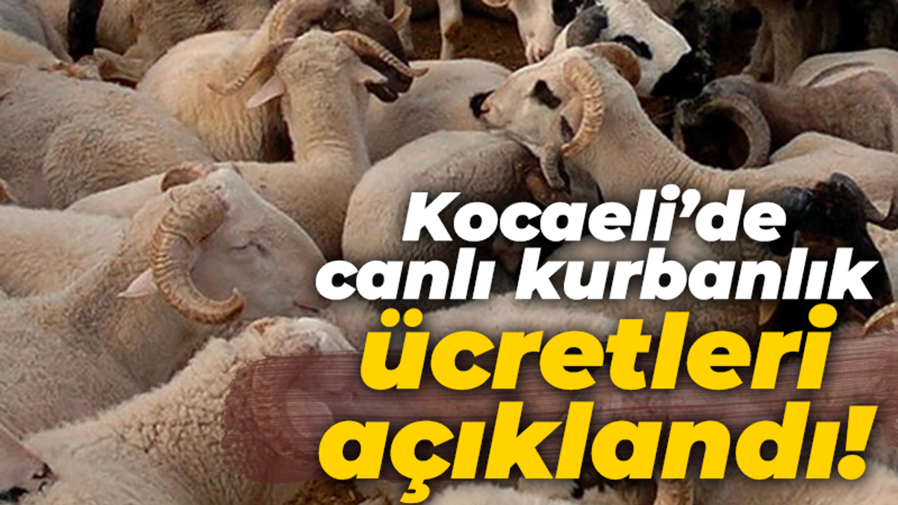 Kocaeli’de canlı kurbanlık ücretleri açıklandı! Dikkat edilmesi gereken püf noktalar