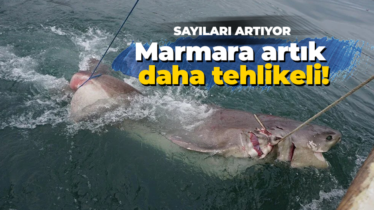 Marmara'da köpekbalığı sayısı artıyor! Nedeni açıklandı