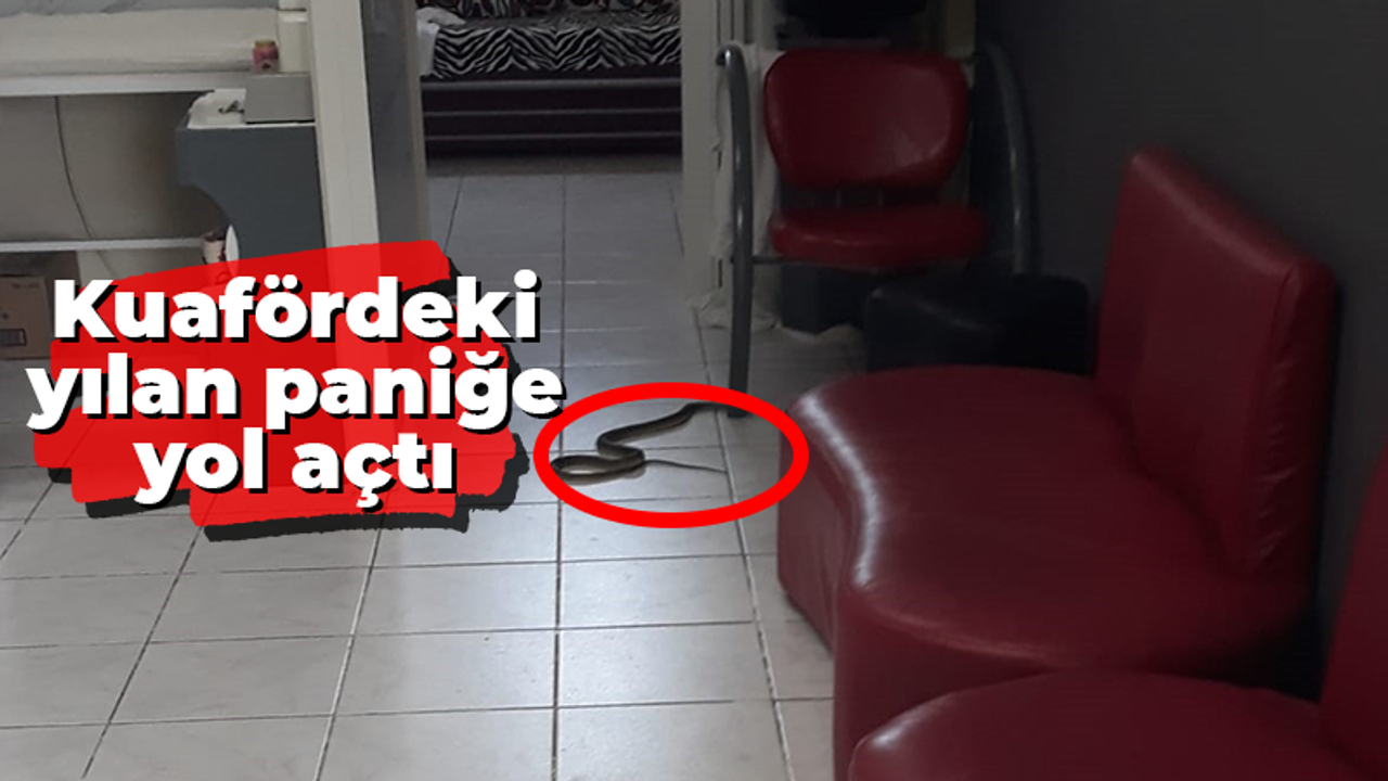 Kuafördeki yılan paniğe neden oldu!