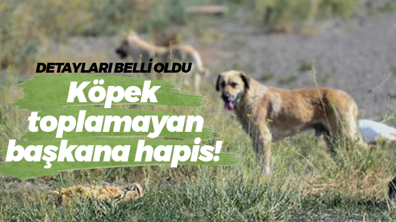 Detaylar belli oldu! Köpek toplamayan başkana hapis!