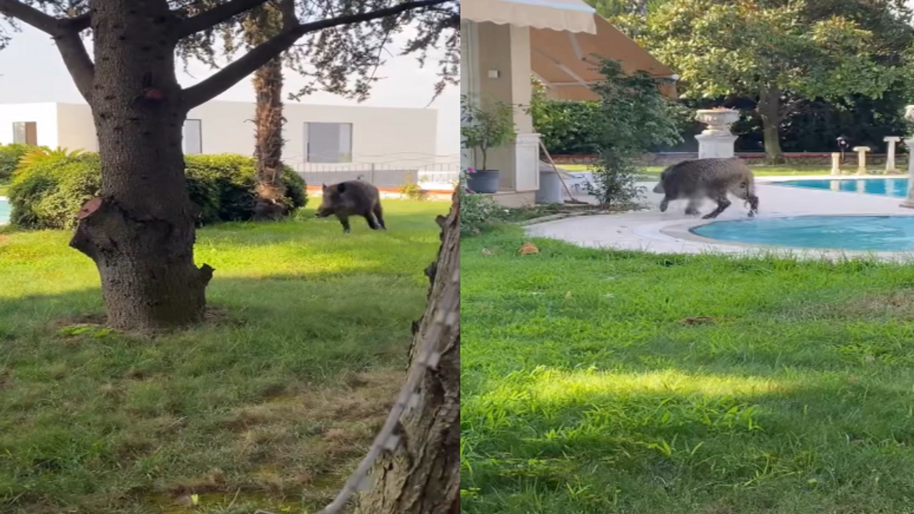 Bursa'da tuhaf görüntüler! Villaya giren domuz havuza düştü