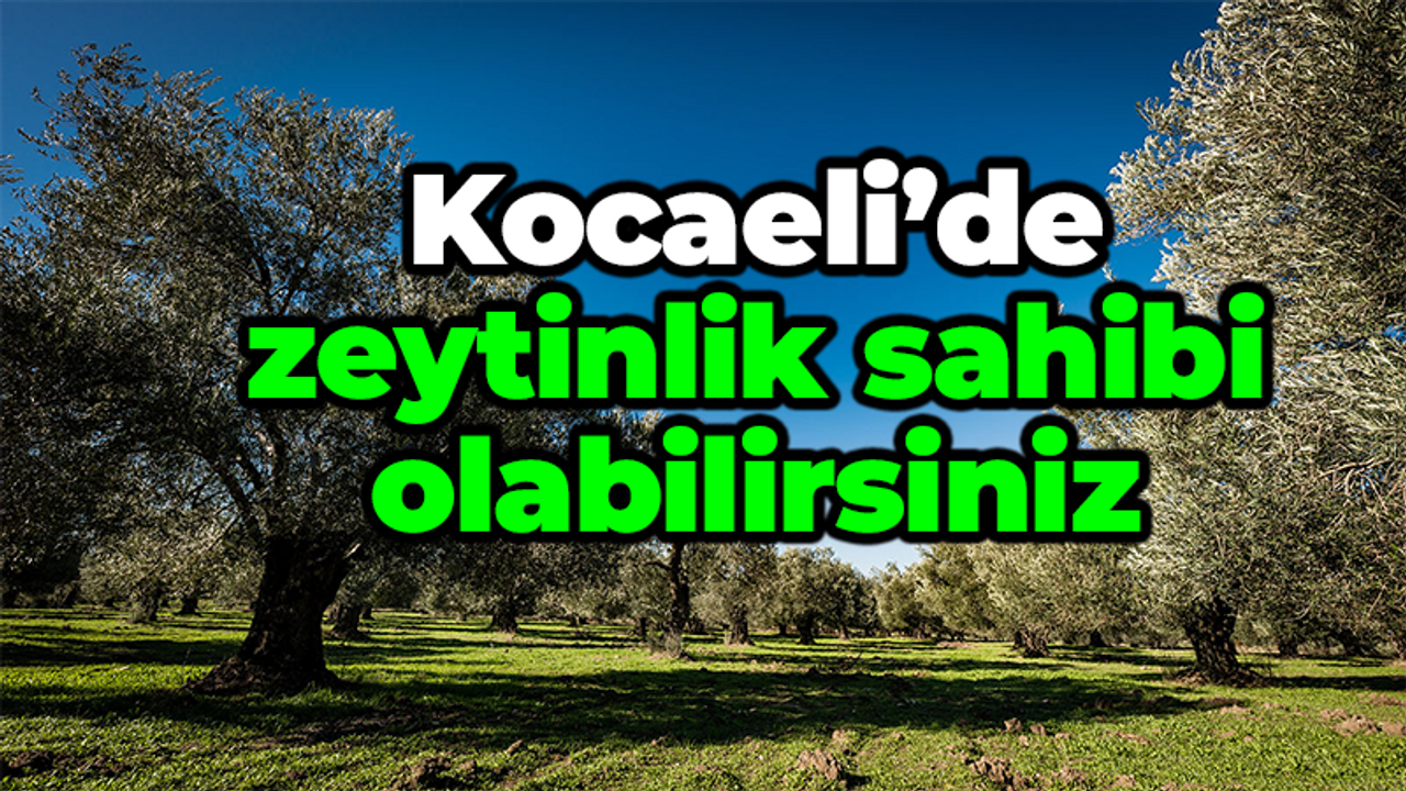 Kocaeli'de zeytinlik sahibi olabilirsiniz!