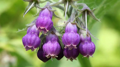 Allantoin: Cildiniz için doğal ve etkili bir çözüm