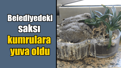 Belediyedeki saksı kumrulara yuva oldu