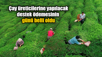 Çay üreticilerine yapılacak destek ödemesinin günü belli oldu