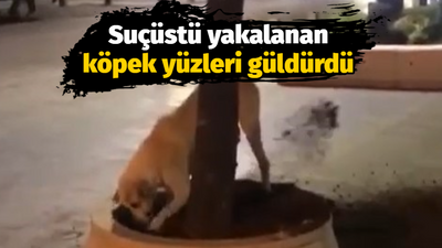 Suçüstü yakalanan köpek yüzleri güldürdü