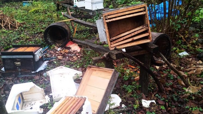 Artvin’de ayılar arı kovanlarına zarar verdi, 100 kg kestane balını midelerine indirdi