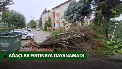 Kocaeli'de ağaçlar fırtınaya dayanamadı