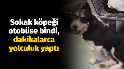 Sokak köpeği otobüse bindi, dakikalarca yolculuk yaptı