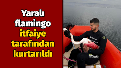 Yaralı flamingo itfaiye tarafından kurtarıldı