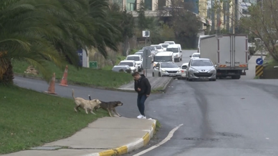 Bağcılar'da sokak köpeği saldırısı