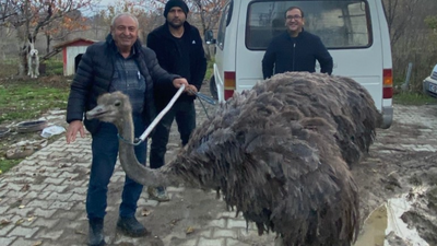 Kara yolunda deve kuşu paniği