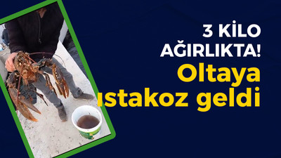 Kocaeli haber-Değirmendere'de oltaya ıstakoz takıldı