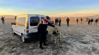 Köpekleri bahisle dövüştürürken yakalandılar