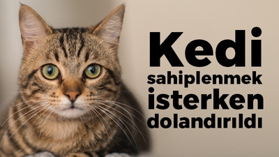 Kedi sahiplenmek isterken dolandırıldı