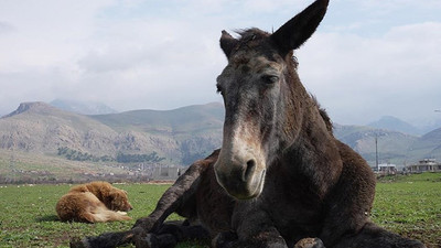 Sokak köpeğinin katırı koruması duygulandırdı