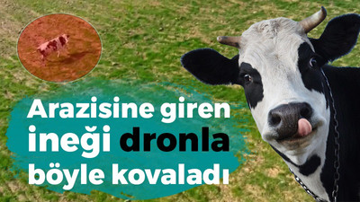 Arazisine giren ineği dronla böyle kovaladı