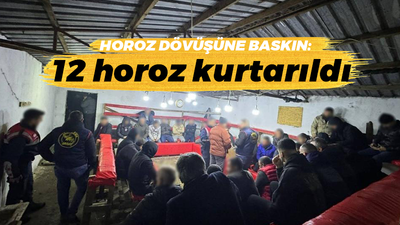 Horoz dövüşüne baskın: 12 horoz kurtarıldı