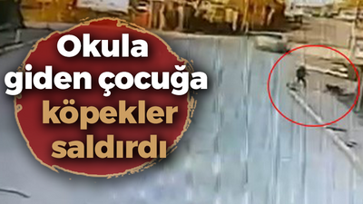 Okula giden çocuğa köpekler saldırdı