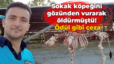 Sokak köpeğini gözünden vurarak öldürmüştü! Ödül gibi ceza