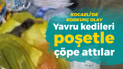 Kocaeli'de korkunç olay: Yavru kedileri poşetle çöpe attılar!