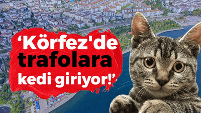 “Körfez’de trafolara kedi giriyor!” Seçimde kıyasıya bir yarış var