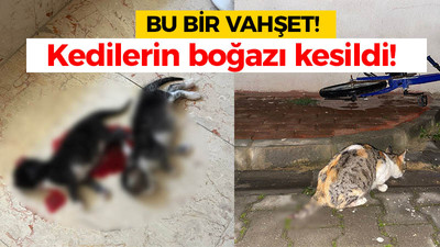 Bu bir vahşet: Kedilerin boğazı kesildi!