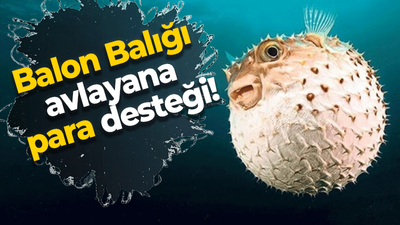 Balon Balığı avlayana para desteği!