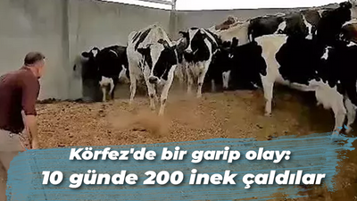 Körfez'de bir garip olay: 10 günde 200 inek çaldılar