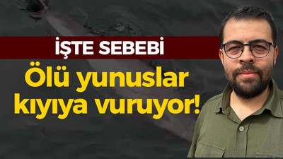 İşte sebebi: Ölü yunuslar kıyıya vuruyor!