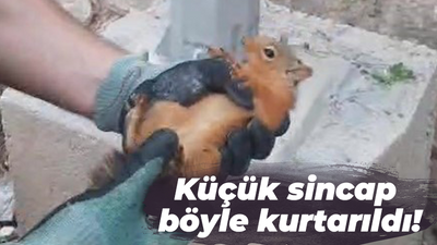 Küçük sincap böyle kurtarıldı!