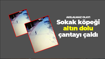 Akılalmaz olay! Sokak köpeği altın dolu çantayı çaldı