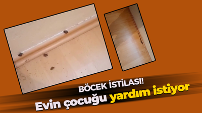 Kokarca böceği istilası! Evin küçük çocuğu yardım istiyor