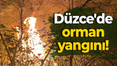 Düzce'de orman yangını!