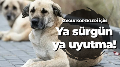 Sokak köpekleri için ya sürgün ya uyutma!