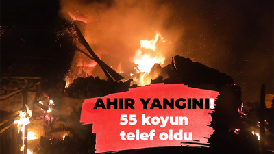 Ahır yangını! 55 koyun telef oldu