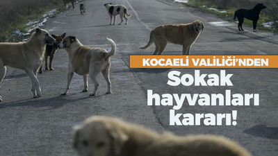 Kocaeli Valiliği'nden sokak hayvanları için karar! İşte yapılacaklar..