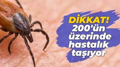 Kocaelililer bu böceği kopartmayın ya da ezmeyin! Dikkat 200'ün üzerinde hastalık taşıyor