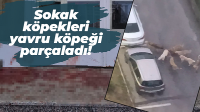 Sokak köpekleri yavru köpeği parçaladı!