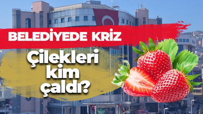 İzmit Belediyesi'nin çilekleri çalındı! Hasat ertelendi...