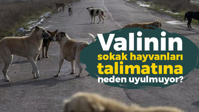 Kocaeli’de valinin sokak hayvanları talimatına neden uyulmuyor?