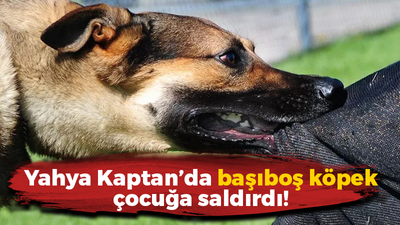 Yahya Kaptan’da başıboş köpek çocuğa saldırdı!