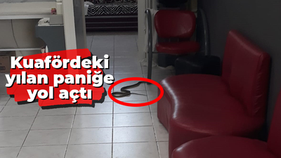 Kuafördeki yılan paniğe neden oldu!