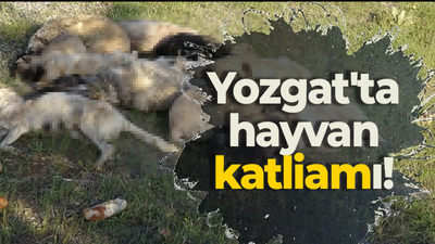 Yozgat'ta hayvan katliamı!