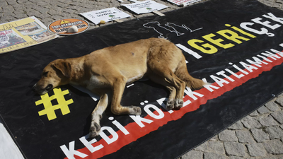 Kediler de toplanacak mı? Yasa kedileri de kapsıyor mu?